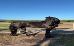 Friesian horses for sale: Friesian cross cob  - Image 7