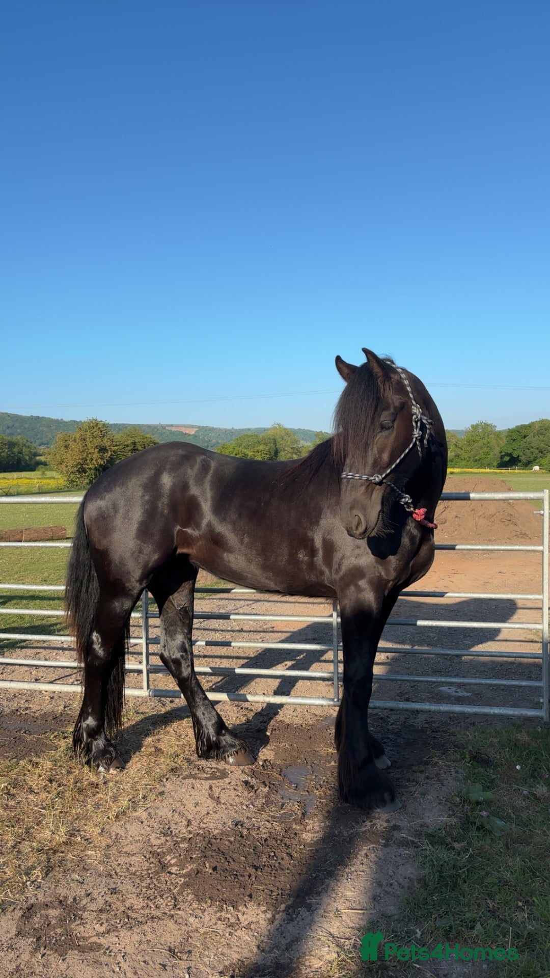 Friesian horses for sale: Friesian cross cob  - Image 7