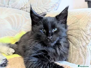 Maine Coon cats 🐾Pedigree Maine Coon Kittens – 1 Boy Available 🐾 - Advert 4