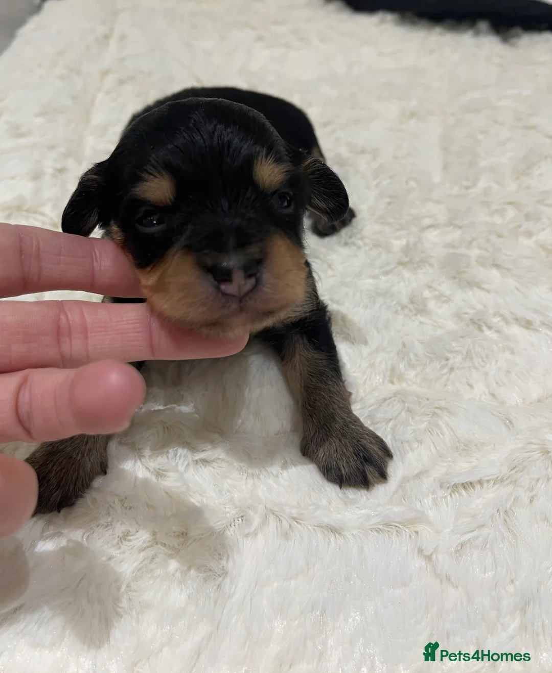 Jackapoo dogs for sale: Quality Jack Russel Puppies for sale 💌 - Advert 5