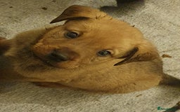 Mixed Breed dogs for sale: Beautiful mixed labrador rottweiler puppies  - Image 2