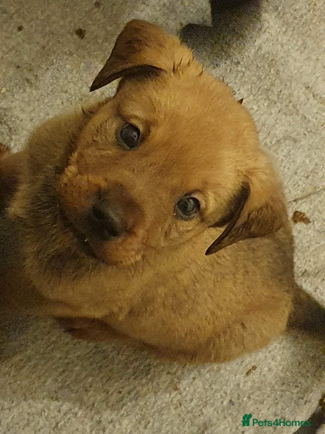 Mixed Breed dogs for sale: Beautiful mixed labrador rottweiler puppies  - Image 2