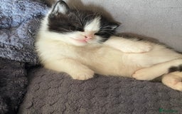 Mixed Breed cats for sale: ⭐️ 🐾🖤 KITTENS, BLACK AND WHITE, BOYS 🐾 ⭐️ - Image 6