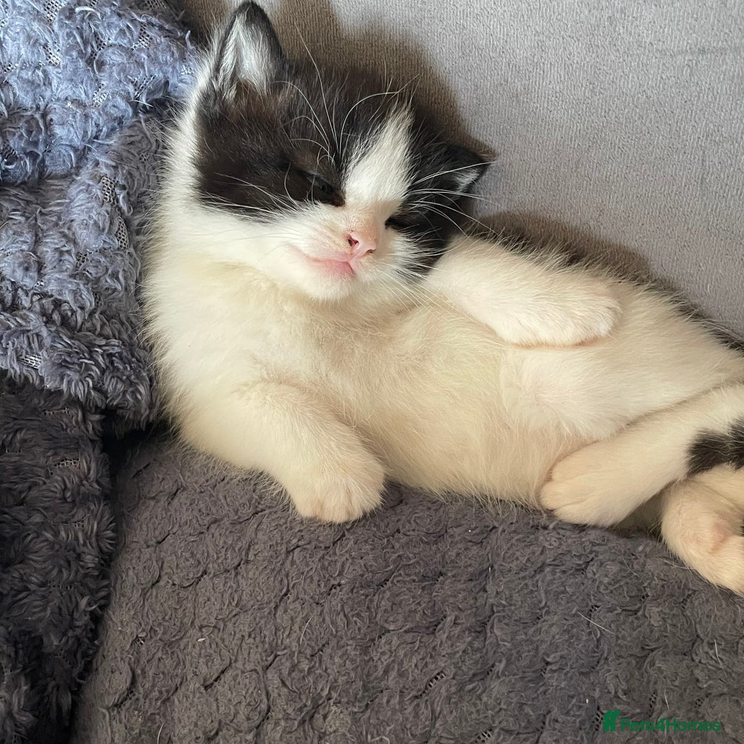 Mixed Breed cats for sale: ⭐️ 🐾🖤 KITTENS, BLACK AND WHITE, BOYS 🐾 ⭐️ - Image 6