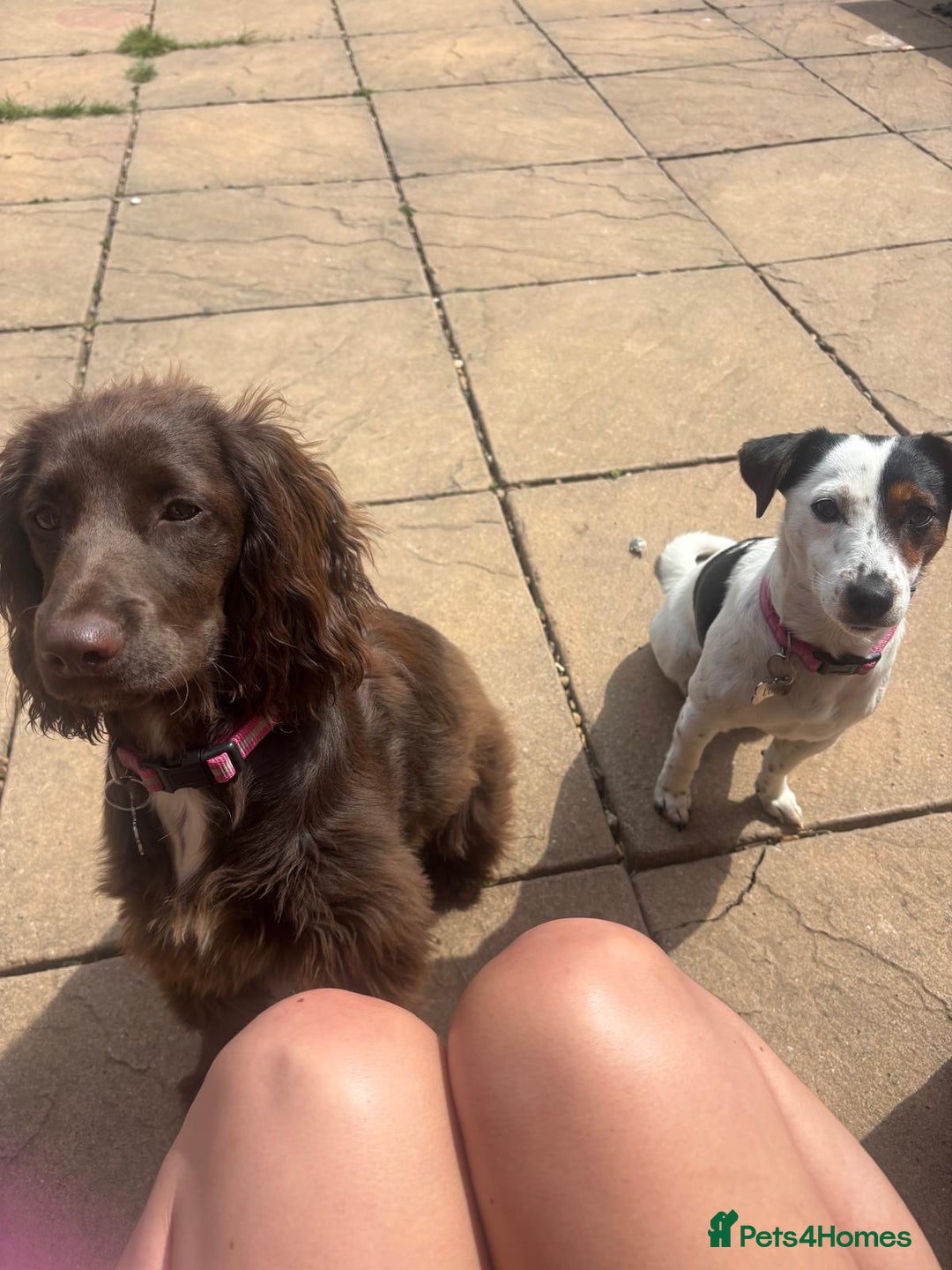 Mixed Breed dogs for sale: Family dog for rehoming  - Advert 5