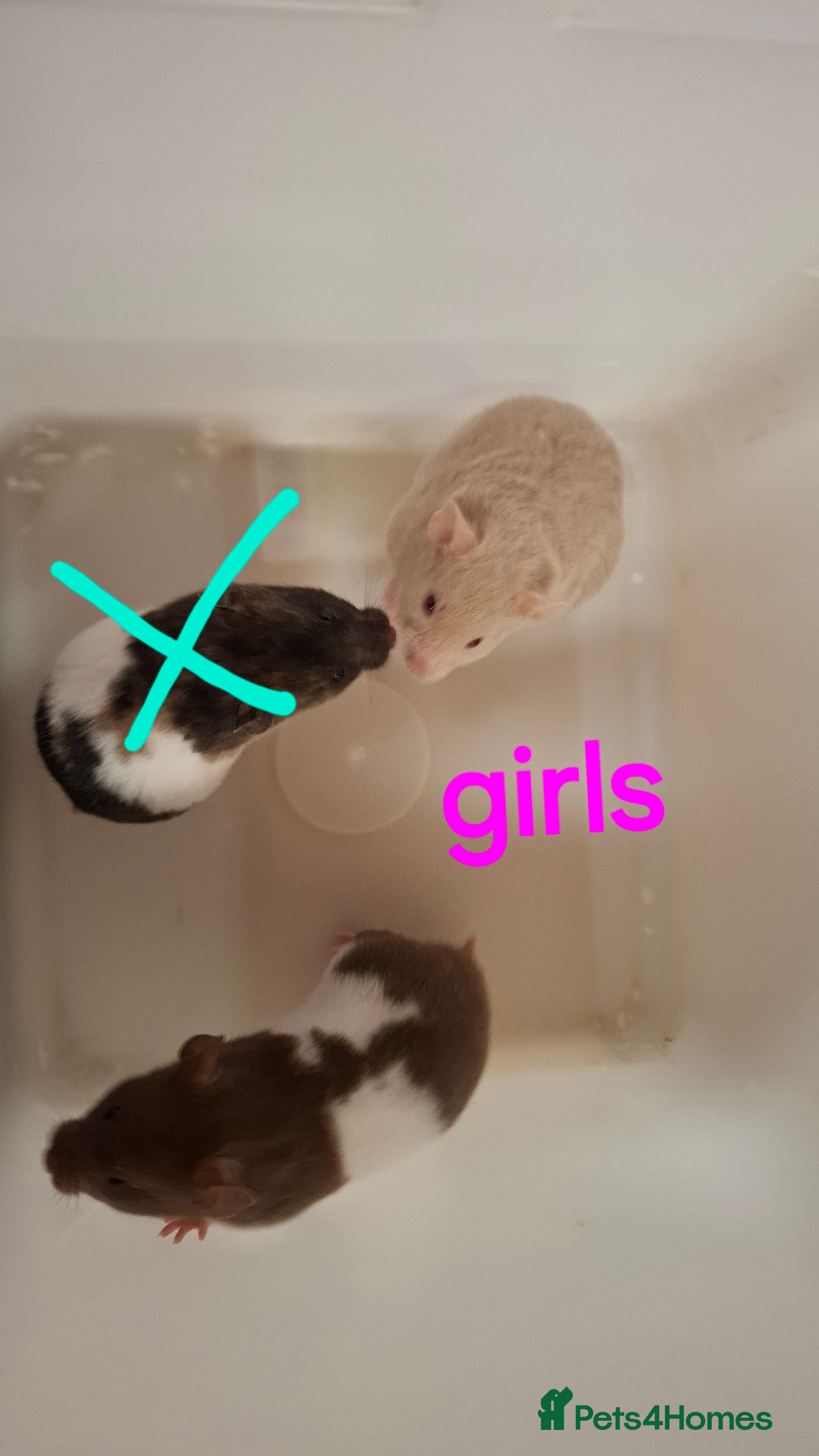 Hamster rodents Baby Syrian Hamsters - Advert 4