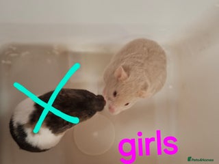 Hamster rodents Baby Syrian Hamsters - Advert 4