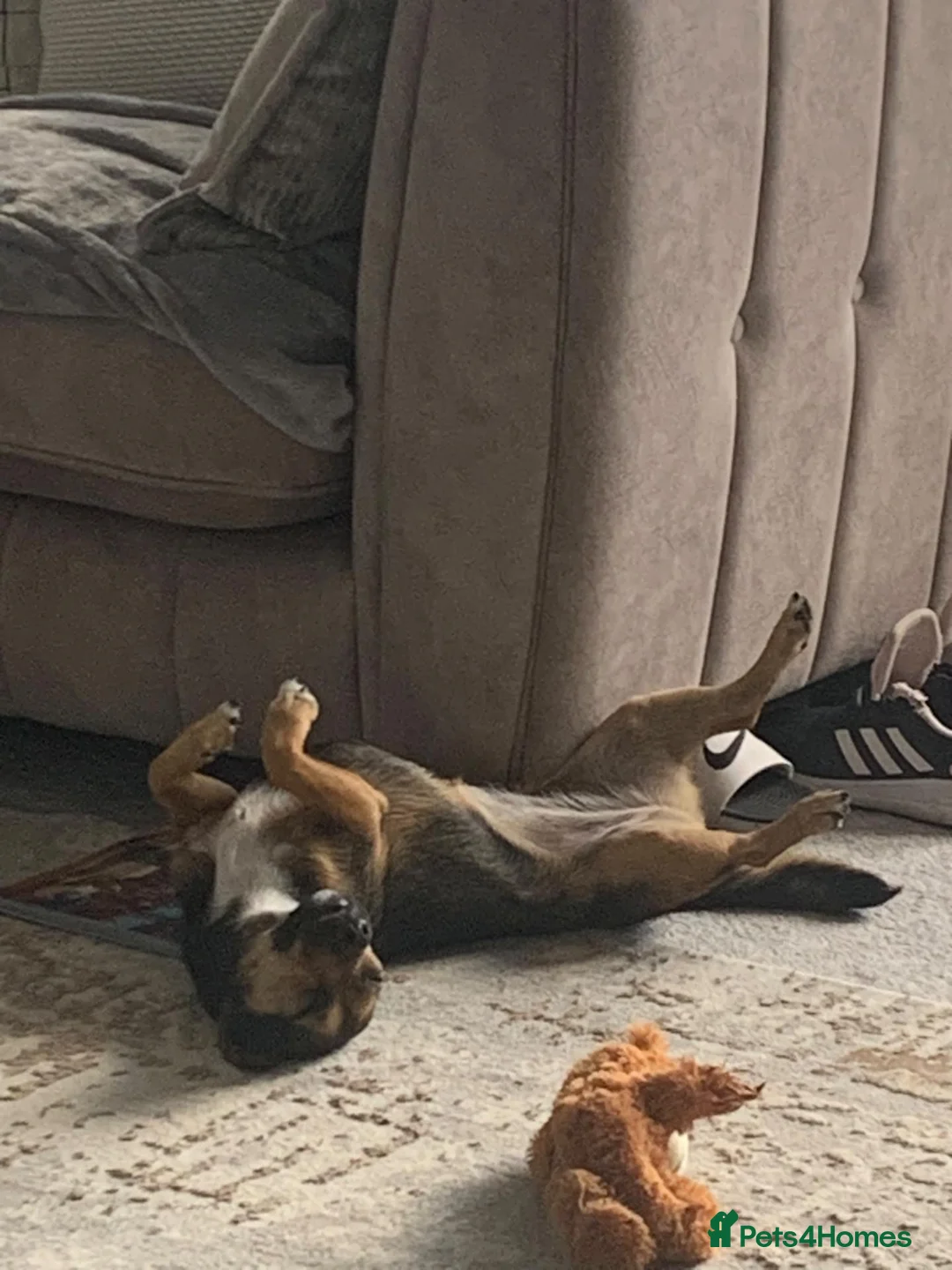 Patterjack dogs for sale: Pippa and Poppy  - Advert 2