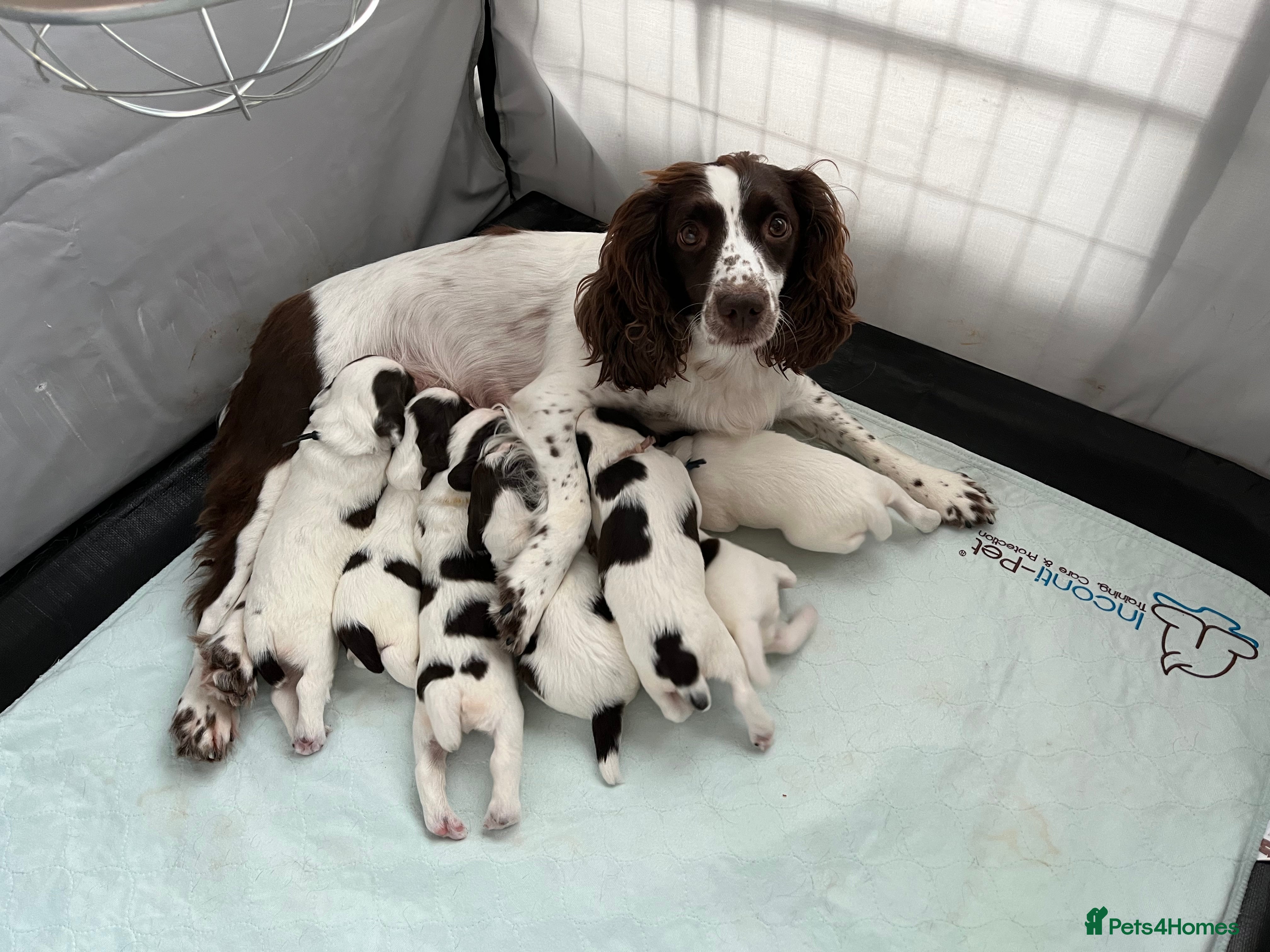 English Springer Spaniel dogs Outstanding Working Springer Spaniel Puppies  - Advert 13