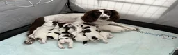 English Springer Spaniel dogs for sale: Outstanding Working Springer Spaniel Puppies  - Advert 1
