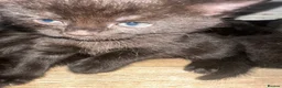 Russian Blue cats for sale: Half Russian blue kittens  - Advert 5