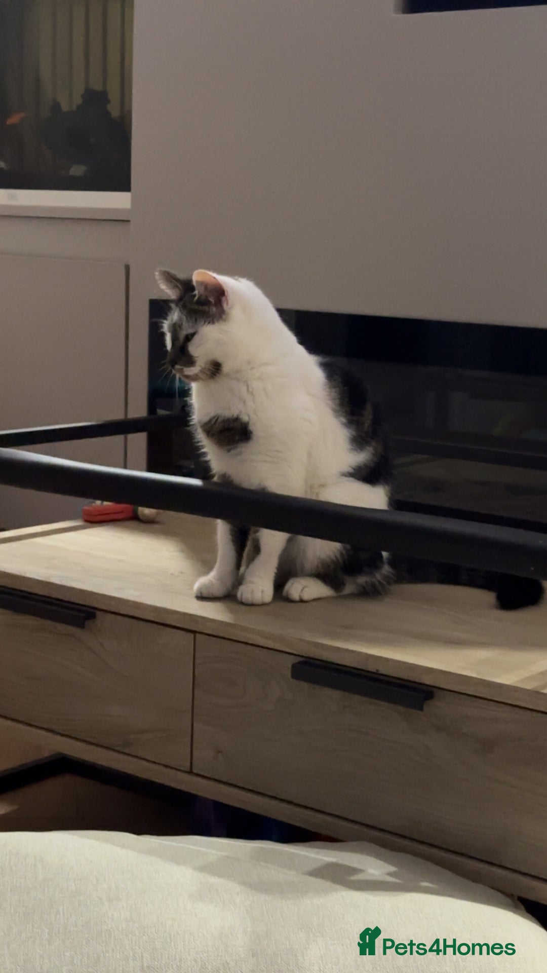 Mixed Breed cats for sale: 2 male cats for sale  - Advert 2