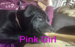 Mixed Breed dogs for sale: Shar Pei x Chow Last Pup available  - Image 4