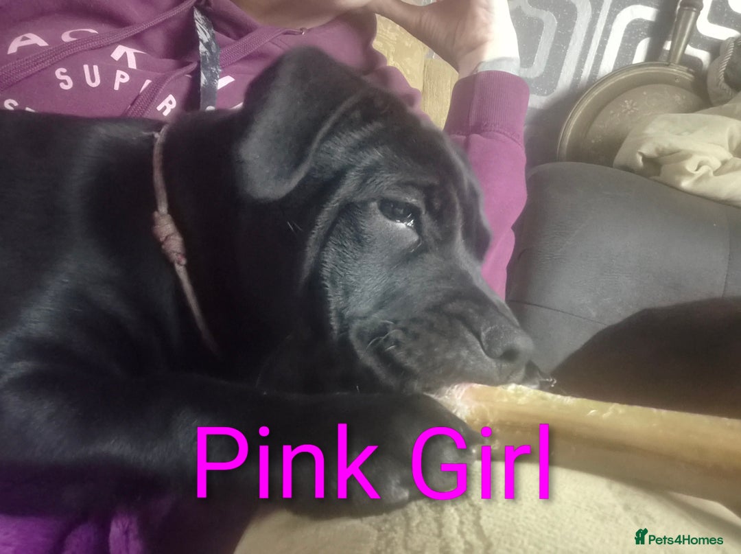 Mixed Breed dogs for sale: Shar Pei x Chow Last Pup available  - Image 4