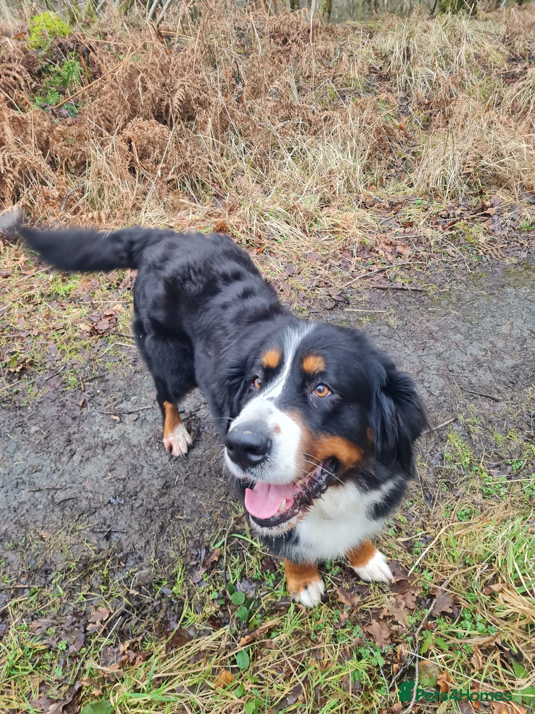 Bernese Mountain Dog dogs for sale: Bernese Mountain Dog girl - Advert 3