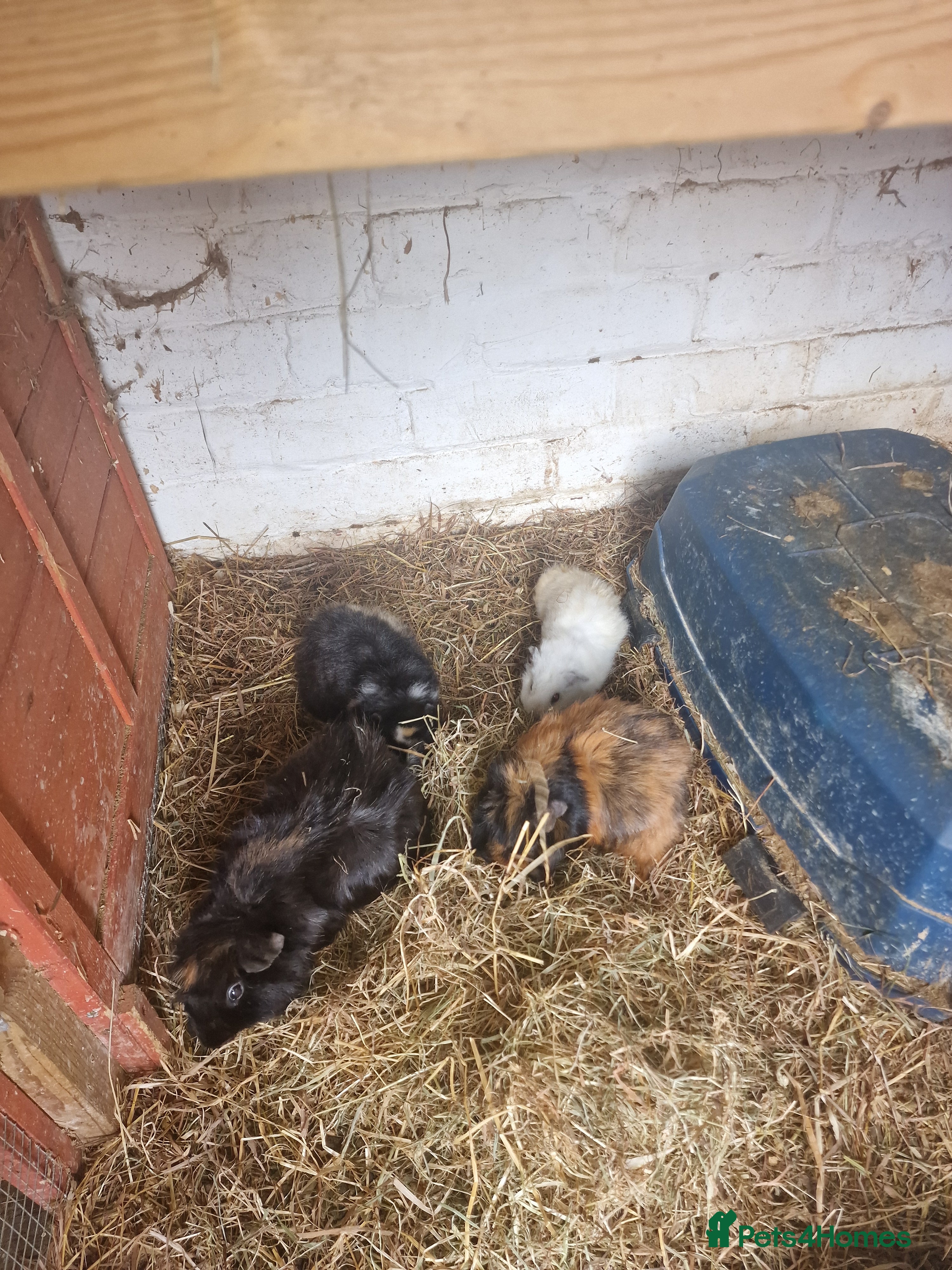 Guinea Pig rodents Guinea pigs all ages - Advert 5