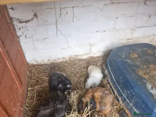 Guinea Pig rodents Guinea pigs all ages - Advert 5