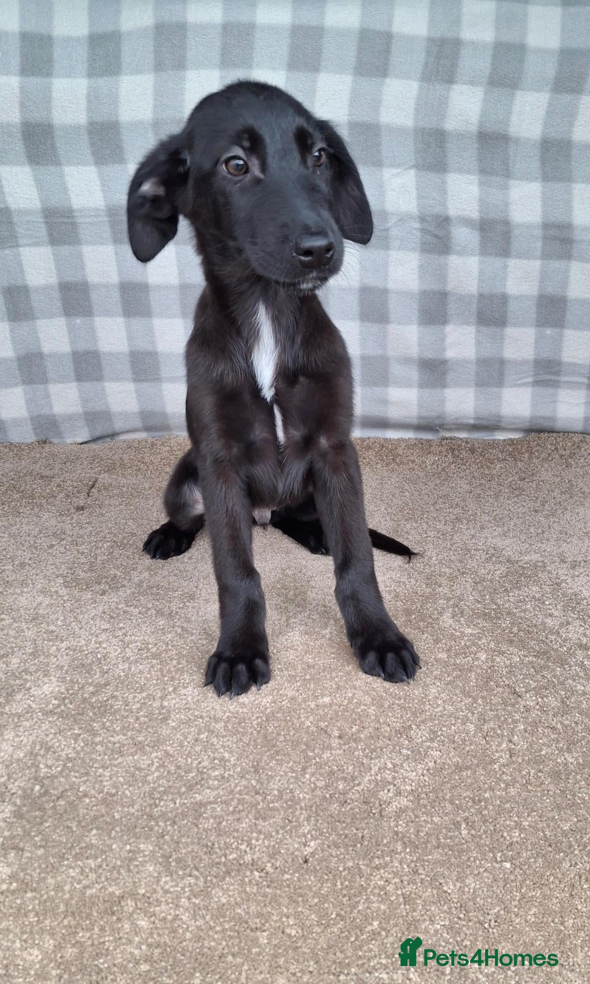 Mixed Breed dogs Flatcoated retriever x border collie puppies - Advert 2