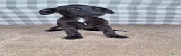 Mixed Breed dogs for sale: Flatcoated retriever x border collie puppies - Advert 2