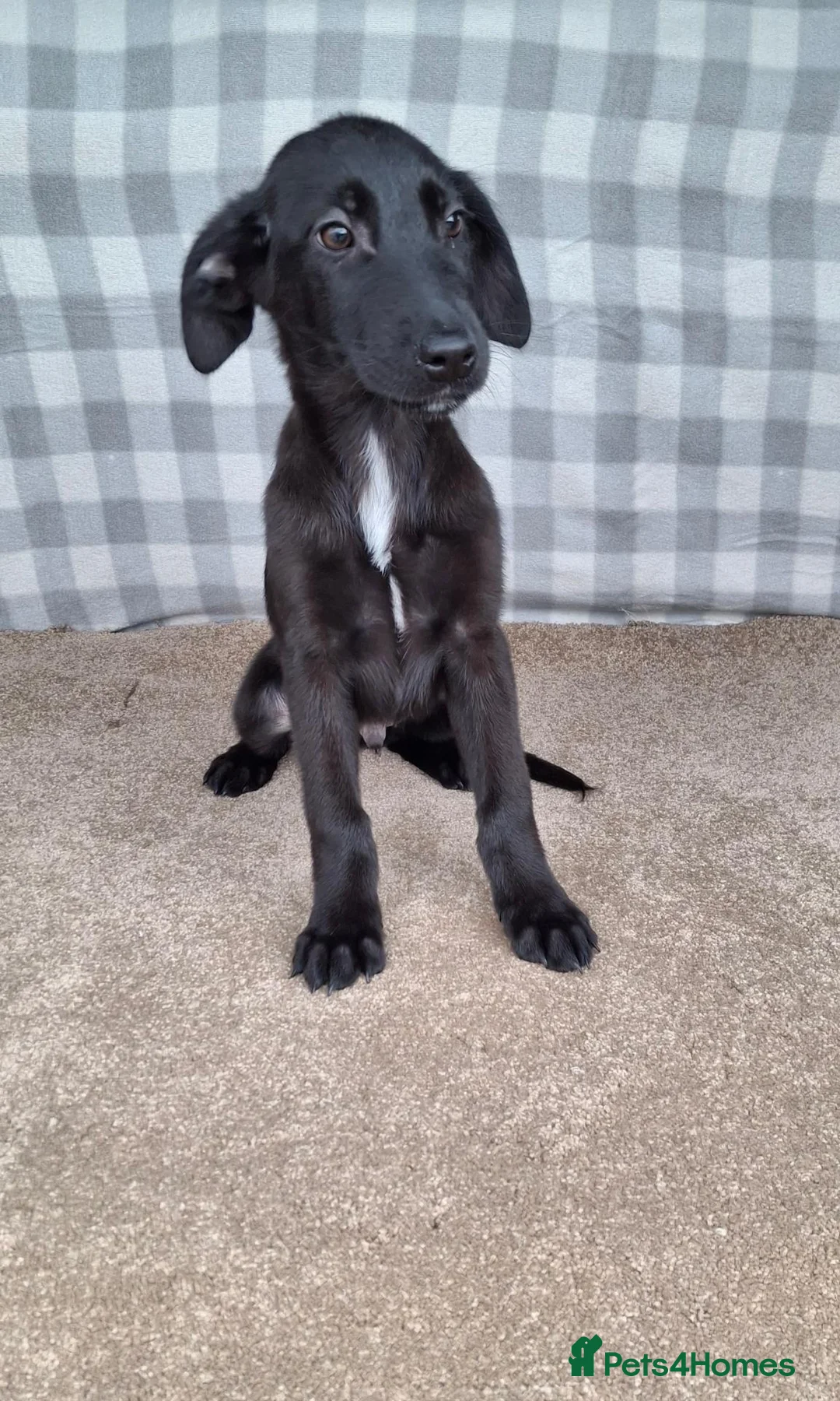 Mixed Breed dogs for sale: Flatcoated retriever x border collie puppies - Advert 2