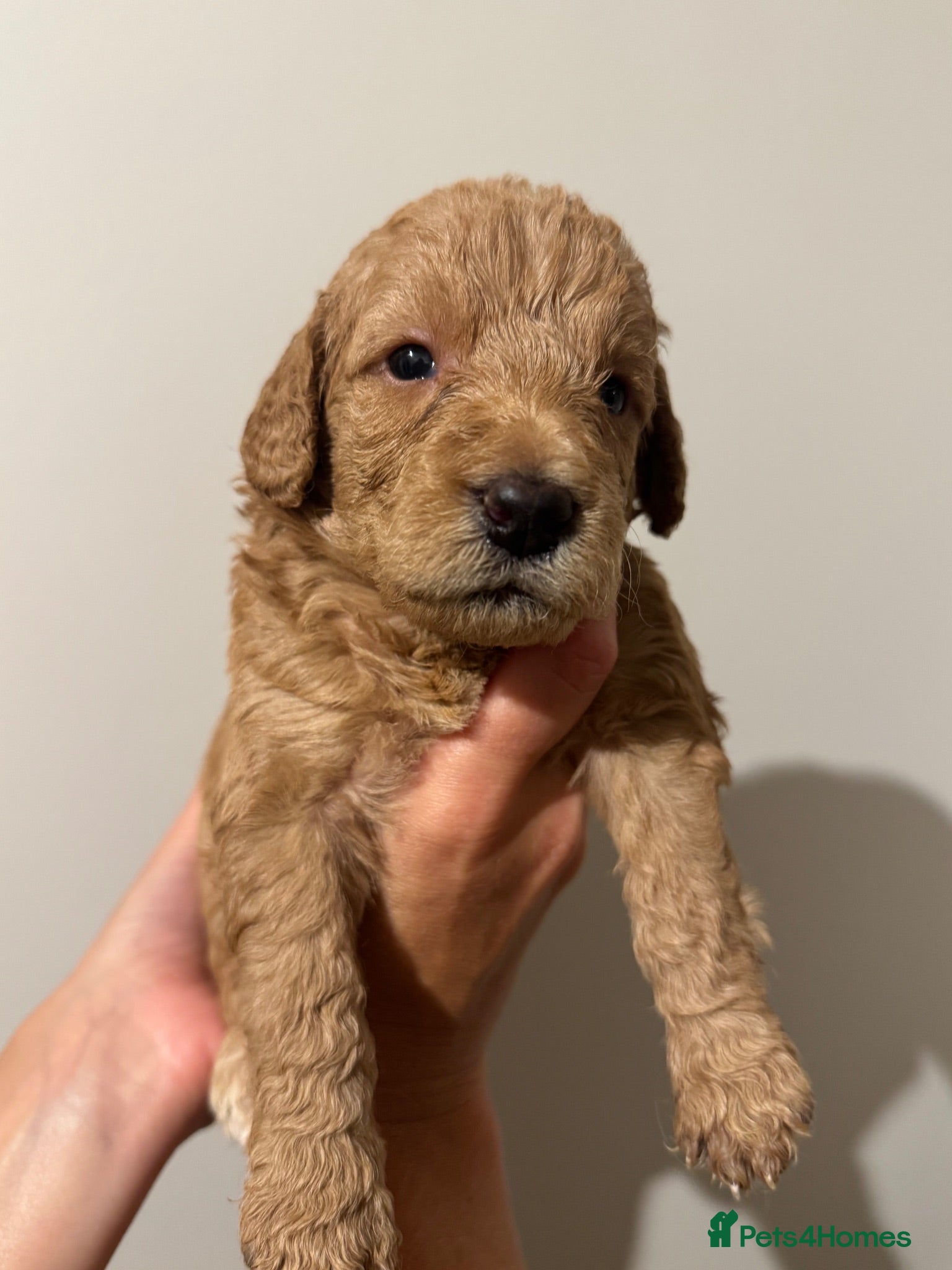 Labradoodle dogs ❤️ Beautiful Red F1b Labradoodle Puppies ❤️ - Advert 1