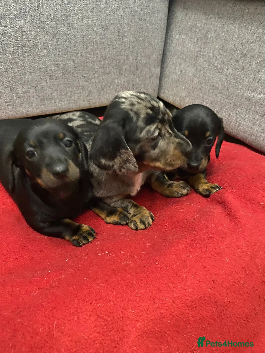 Miniature Dachshund dogs for sale: Beautiful Daches  - Advert 3