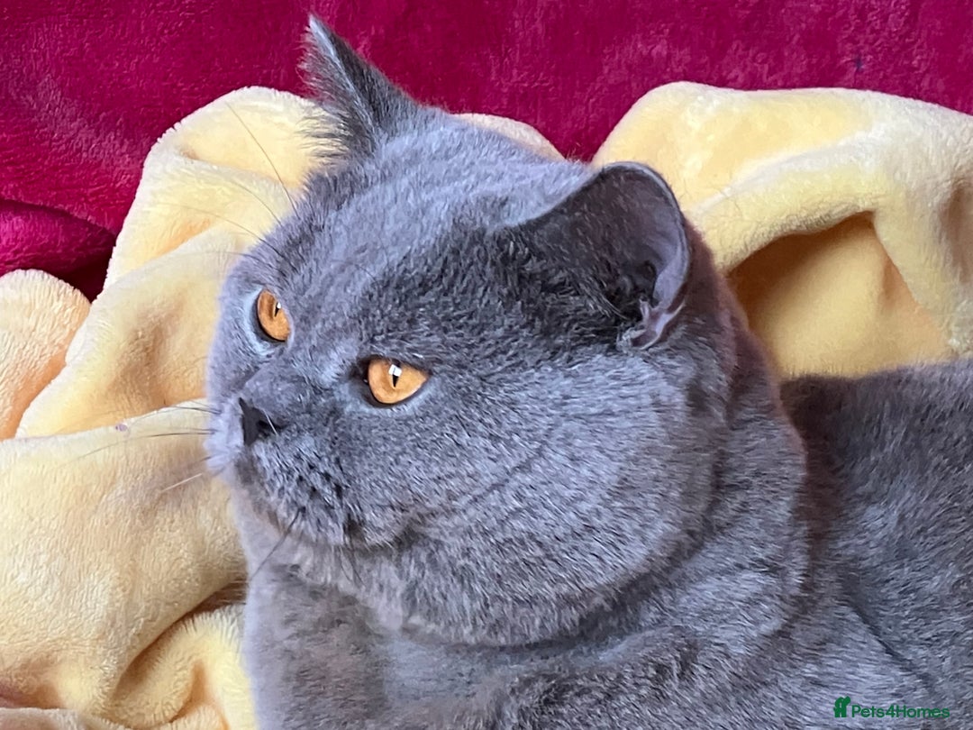 British Shorthair cats for stud: BSH STUD🏆ChampionBloodline 5GEN-Pedigree GCCF🌟💎 in Solihull - Advert 2