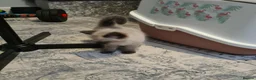 Ragdoll cats for sale: Ragdoll kittens ready now price dropped  - Advert 3