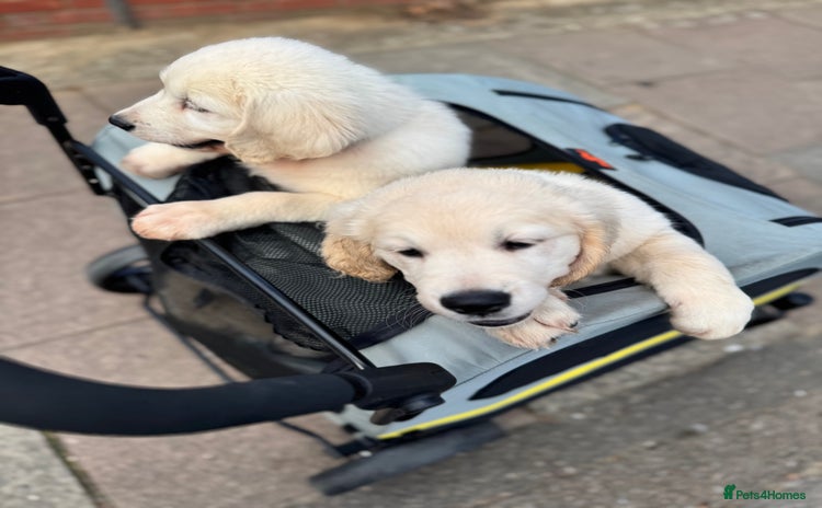 Golden Retriever dogs - Advert 2