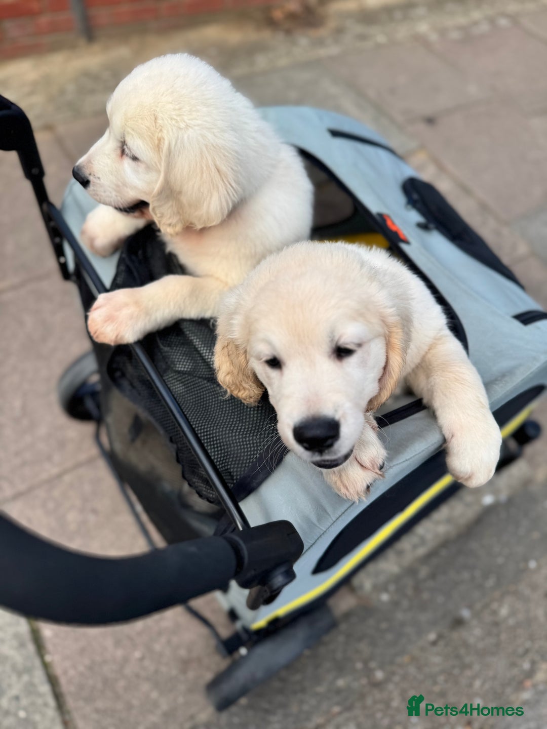 Golden Retriever dogs for sale: LAST 1 KC REG CHAMPIONSHIP BLOOD LINE CREAM  - Image 9