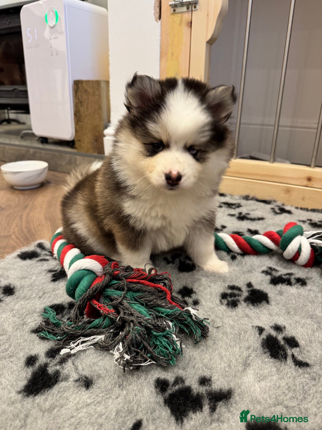 Pomsky dogs for sale: Lilac sired F2 masked Pomsky blue eyes  - Advert 26