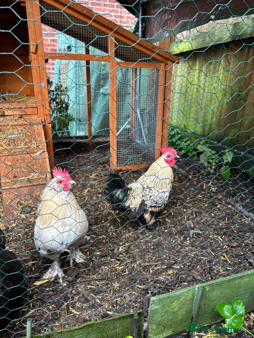 Chickens poultry for sale: Two bantam cockerels.   - Advert 4