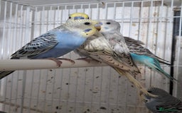 Budgerigars birds for sale: Budgies for sale Birmingham  - Image 8