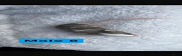 Mouse rodents for sale: Baby mice  - Advert 17