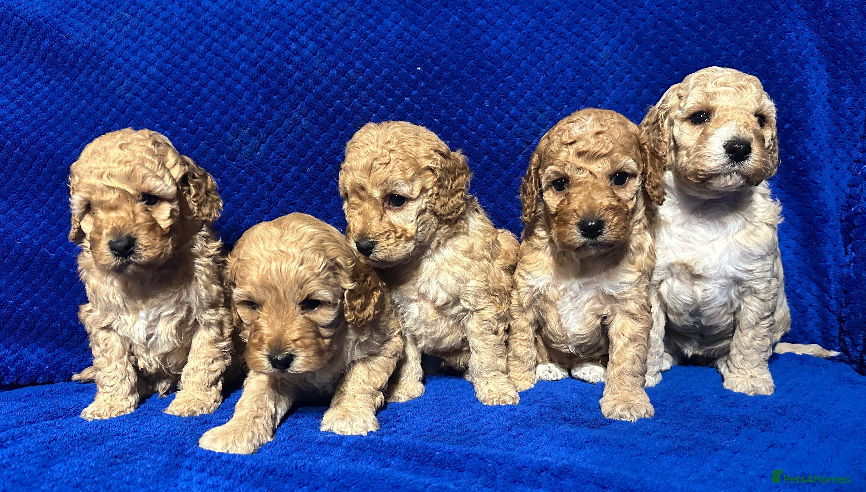 Cockapoo dogs Show Type Cockapoo Puppies - DNA tested parents - Advert 3