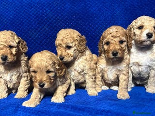 Cockapoo dogs Show Type Cockapoo Puppies - DNA tested parents - Advert 1