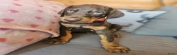 Dobermann dogs for sale: 💝🐾 Ready Now Chunky KC Registered pups 🐾 💝 - Advert 28