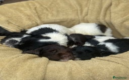 English Springer Spaniel dogs for sale: Pedigree Springer Spaniel Pups.  - Image 12