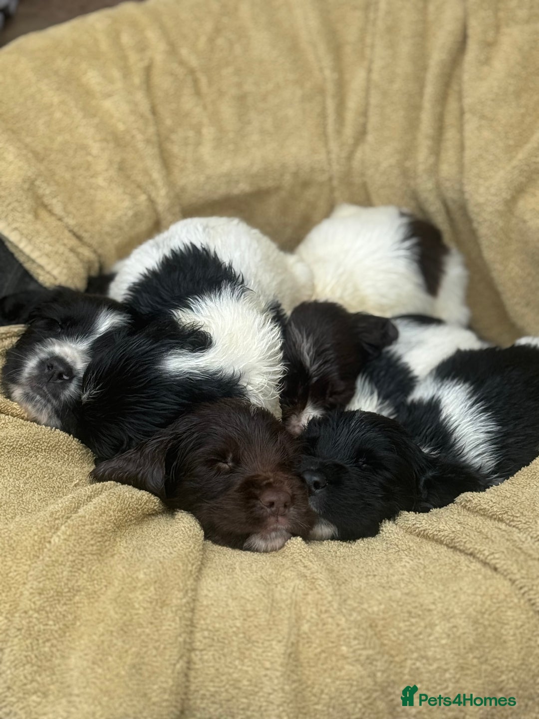 English Springer Spaniel dogs for sale: Pedigree Springer Spaniel Pups.  - Image 12