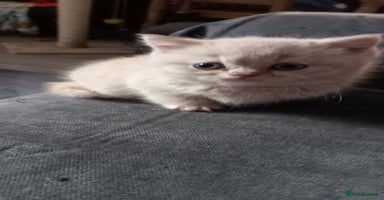 British Shorthair cats - Advert 3