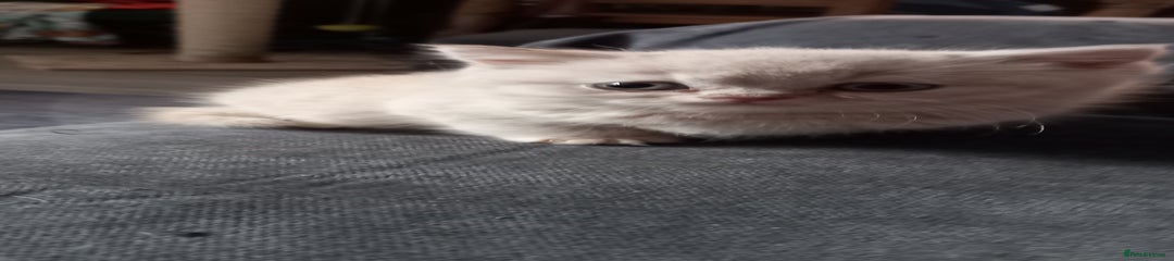 British Shorthair kitten 1