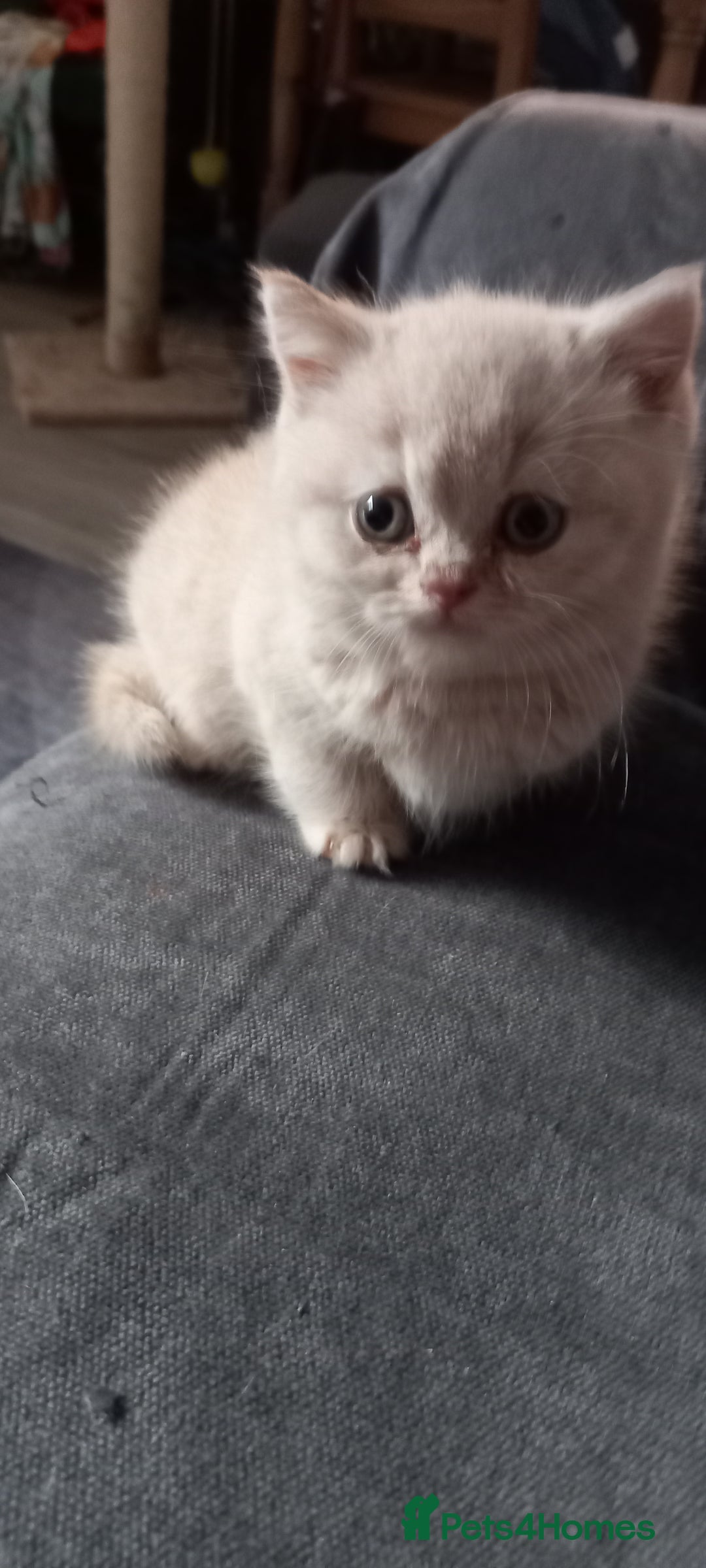 British Shorthair cats for sale: British Shorthair - Image 3