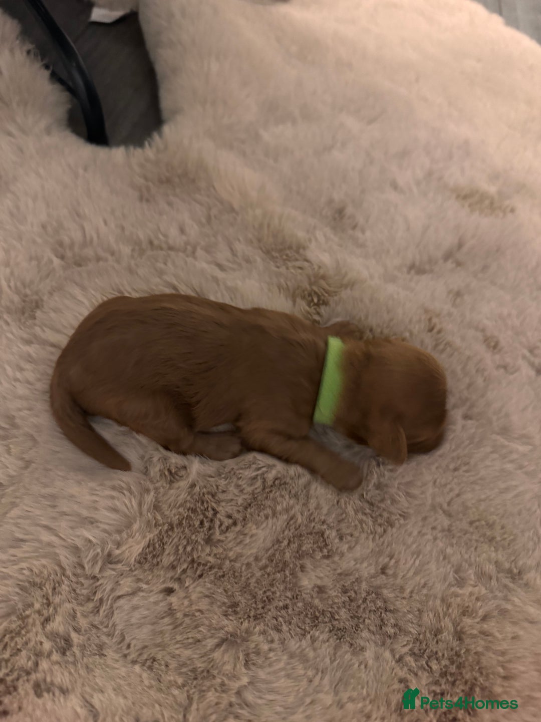 Cockapoo dogs for sale:  F1b Miniature Cockapoo Puppies fox red colour  - Advert 10