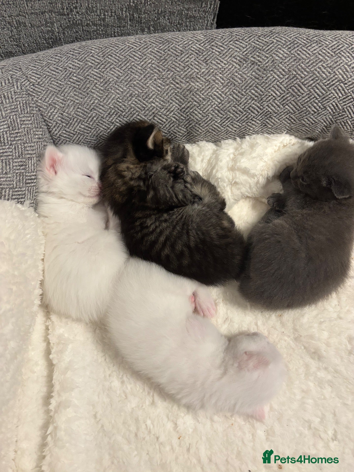 Scottish Fold cats 3 week old female and 3 male kittens - Advert 2