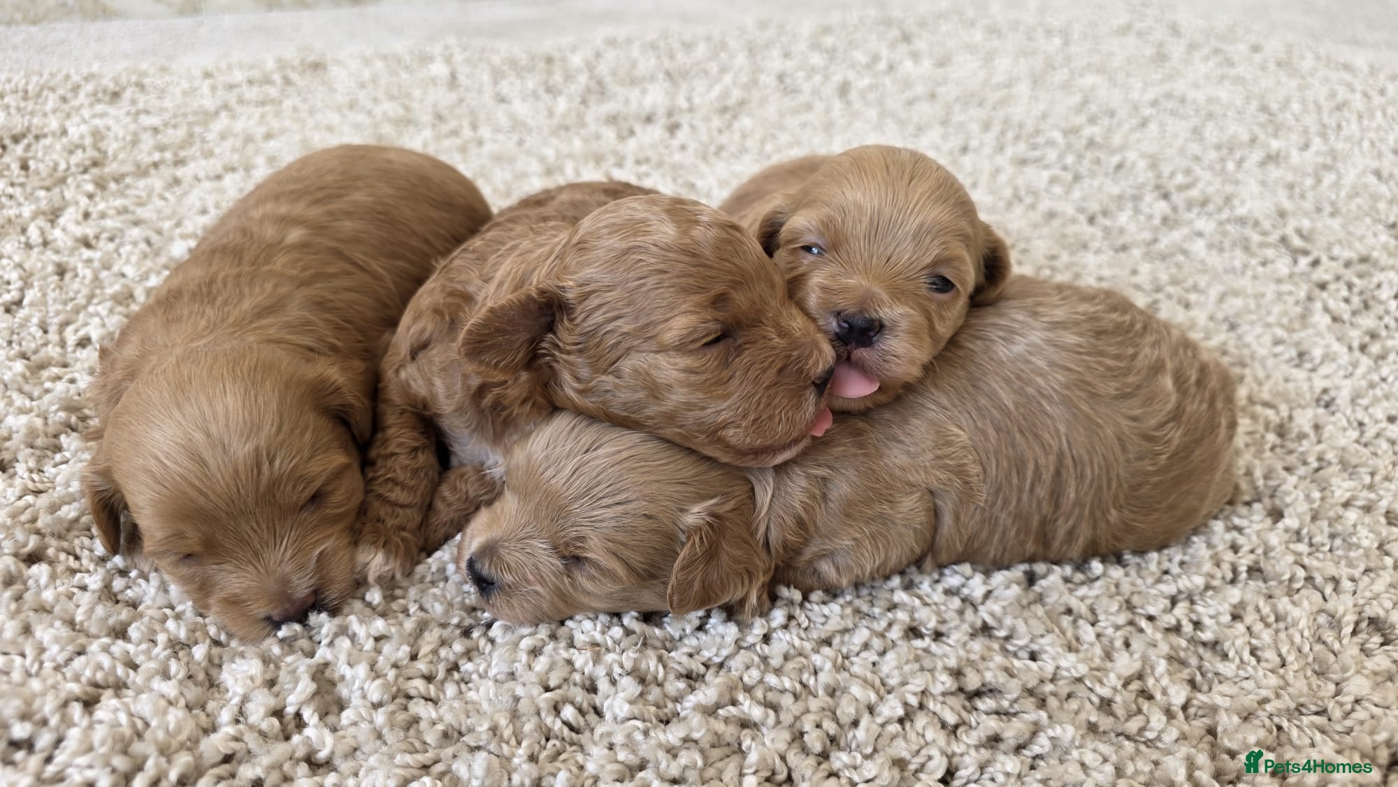 Maltipoo dogs  Adorable Tiny Toy Maltipoo puppies 🐶 - Advert 6