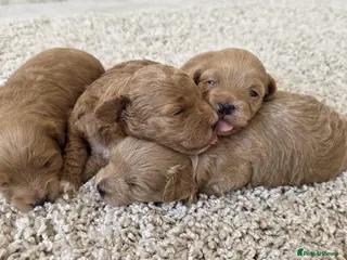 Maltipoo dogs Adorable Tiny Toy Maltipoo puppies 🐶 - Advert 13