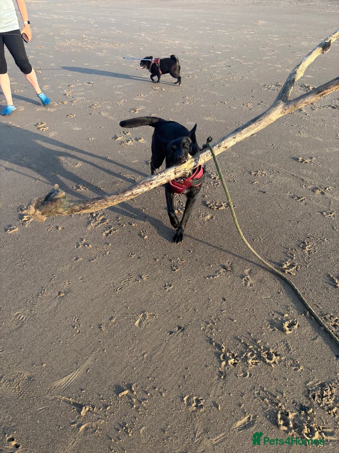 Belgian Shepherd Dog dogs for sale: MALI PUPPIES  - Advert 7