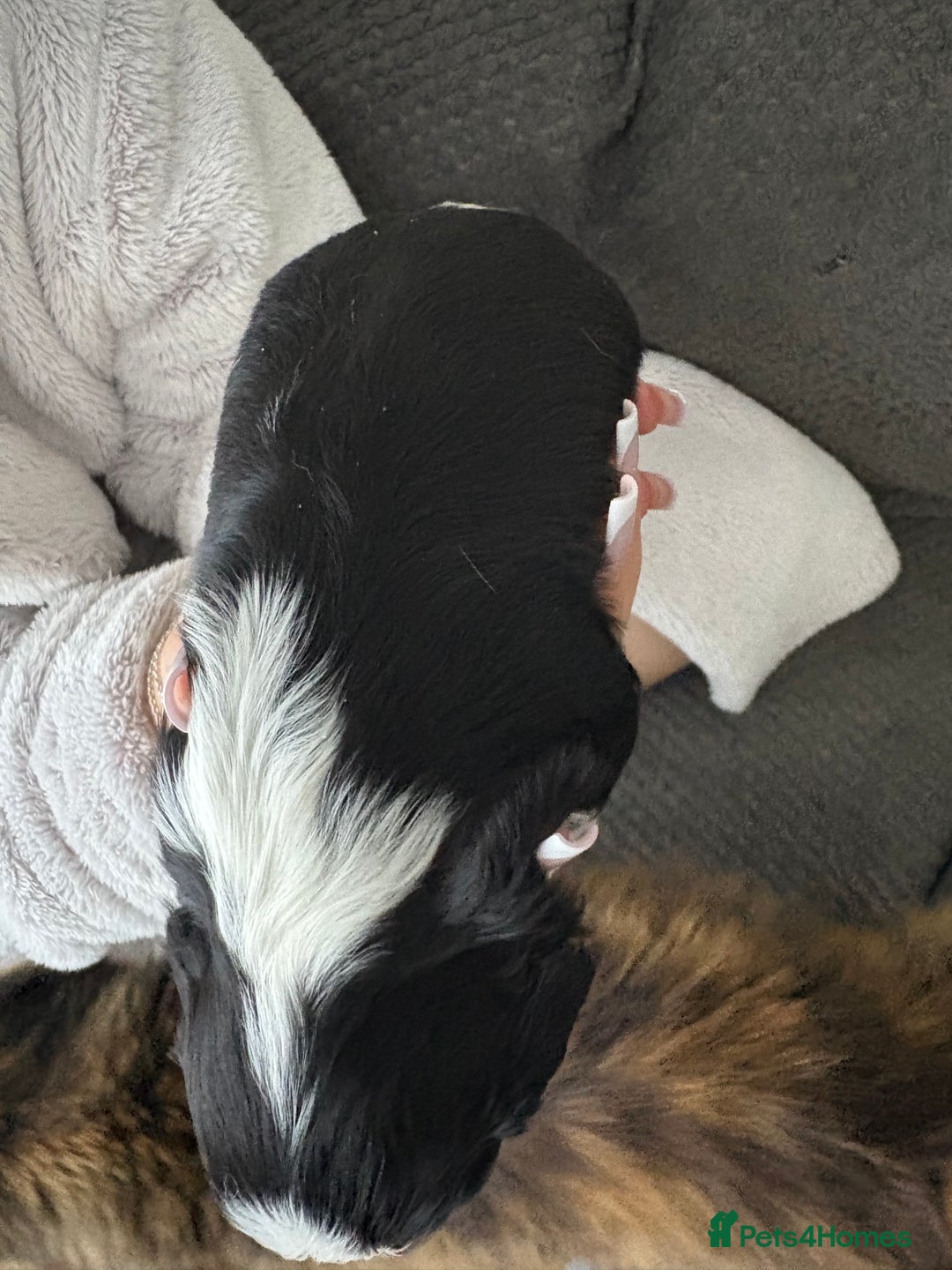 Cavalier King Charles Spaniel dogs for sale: 2 Female Kc Reg Cavalier King Charles Spaniels  - Image 3
