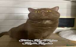 British Shorthair cats for sale: Ready CH Bloodlines BSH TICA registered kittens in Feltham - Image 30