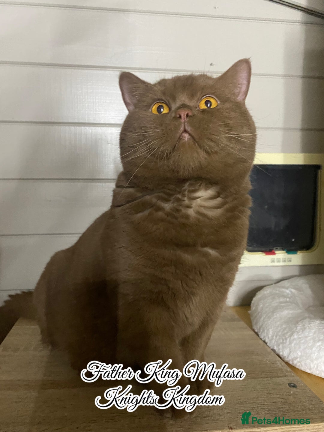 British Shorthair cats for sale: Ready CH Bloodlines BSH TICA registered kittens in Feltham - Image 30